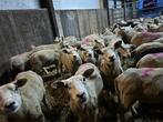Drachtige schapen, Dieren en Toebehoren, Schapen, Geiten en Varkens, Vrouwelijk, Schaap, 0 tot 2 jaar