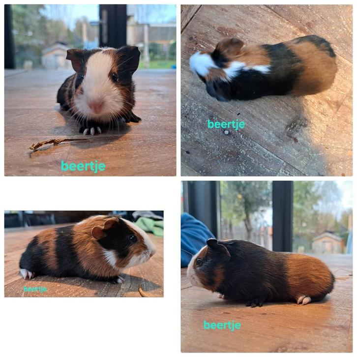 Jonge tamme Cavia's te koop, Dieren en Toebehoren, Knaagdieren, Meerdere dieren, Cavia, Oktober, Tam