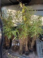 Banboe zomer en wintergroen de fargesia rufa nieuw  in ass, Tuin en Terras, Vaste plant, Bloeit niet, Halfschaduw, Ophalen