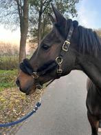 Leuk project paard Ruin, Met stamboom, Ruin, Niet van toepassing, 11 jaar of ouder