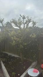 Gratis Salix boom!!, Tuin en Terras, Planten | Bomen, Ophalen, Volle zon, Overige soorten, 100 tot 250 cm