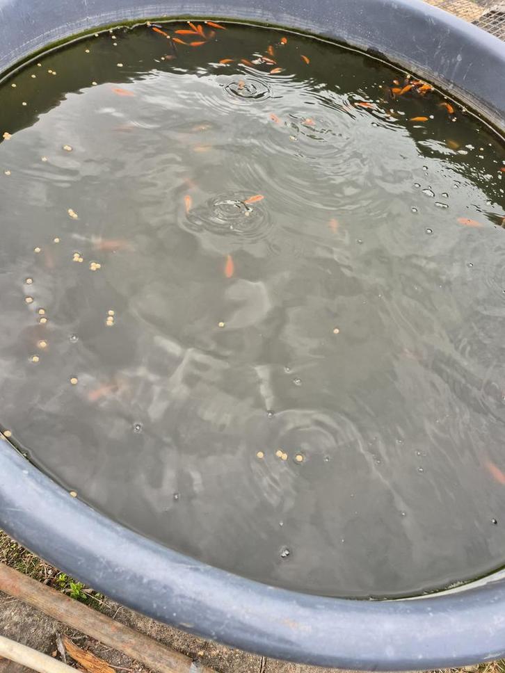 Goudvissen eigen kweek mix, Dieren en Toebehoren, Vissen | Vijvervissen, Goudvis(sen)