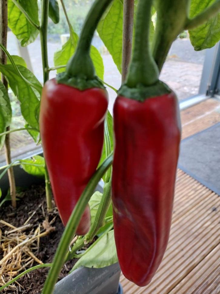 Zaden puntpaprika  'Corno di Toro Rosso', Tuin en Terras, Bloembollen en Zaden, Zaad, Voorjaar, Volle zon, Verzenden