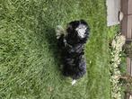 boomer pup, Dieren en Toebehoren, Nederland, CDV (hondenziekte), 8 tot 15 weken, Teef