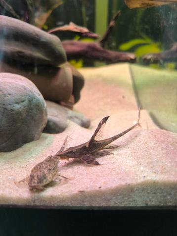 Sturisoma Panamense  beschikbaar voor biedingen