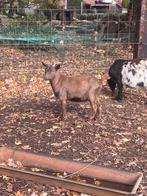 gecastreerde dwerggeit bok bokje bruin, Dieren en Toebehoren, Schapen, Geiten en Varkens, Mannelijk, Geit