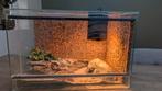 Terrarium voor reptiel compleet, Ophalen, Gebruikt, Terrarium of Paludarium
