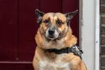 SUPER LIEF EN MAKKELIJK OUDER HONDJE ROOSJE 1 BROK LIEFDE, 6 jaar of ouder, Particulier, Rabiës (hondsdolheid), Buitenland