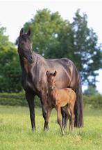 Drachtige fokmerrie + kyton merrie veulen, Dieren en Toebehoren, Paarden, Merrie, Dressuurpaard, 3 tot 6 jaar