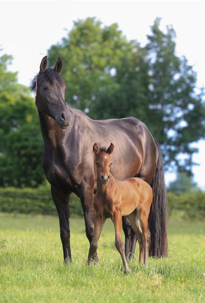 Drachtige fokmerrie + kyton merrie veulen, Dieren en Toebehoren, Paarden, Merrie, 3 tot 6 jaar, Dressuurpaard