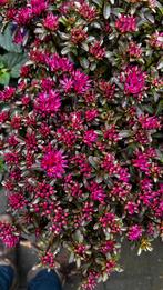 Sedum, Ophalen, Zomer, Volle zon