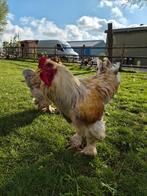 Brahma haan, Dieren en Toebehoren, Pluimvee, Mannelijk, Kip