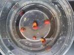 Appelslakken 20 cent/stuk, Dieren en Toebehoren, Vissen | Aquariumvissen, Slak of Weekdier, Zoetwatervis