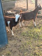 Mooie geit en bok, Vrouwelijk, Geit