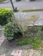 Bomen/planten GRATIS!!, Tuin en Terras, Planten | Bomen, Ophalen, Volle zon, Overige soorten
