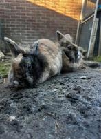 2 zusjes zoeken een nieuw thuis, Dieren en Toebehoren, Konijnen, Vrouwelijk, Dwerg, 3 tot 5 jaar