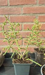 Cylindropuntia leptocaulis cactus winterhard, Ophalen of Verzenden, Zomer, Overige soorten, Volle zon