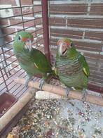 wijnborst Amazone papagaai, Dieren en Toebehoren, Meerdere dieren, Papegaai, Tam