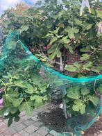 Te koop: prachtige vijgenboom van 13 jaar oud, Tuin en Terras, Ophalen, Zomer, Volle zon, Overige soorten