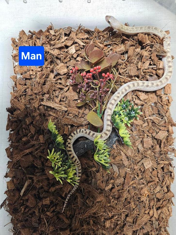 Pituophis catenifer sayi Stierslang, Dieren en Toebehoren, Reptielen en Amfibieën, Slang, 0 tot 2 jaar