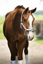 5 jarige ruin van For Ferrero, Dieren en Toebehoren, Paarden