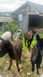 Te koop 4 alpaca hengsten, Mannelijk, Schaap