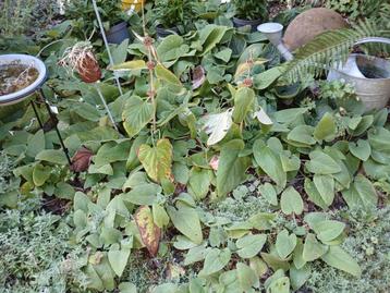 Phlomis gratis beschikbaar voor biedingen