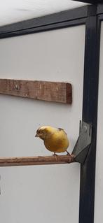 Kanaries, Dieren en Toebehoren, Vogels | Kanaries, Meerdere dieren, Kleurkanarie
