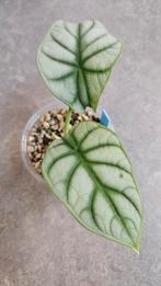Alocasia Silver Dragon (sport variegata), Huis en Inrichting, Kamerplanten, Ophalen of Verzenden, Halfschaduw, Minder dan 100 cm