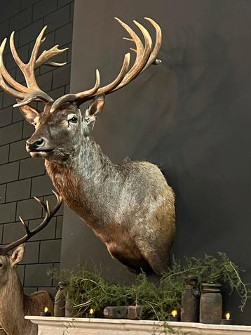 Edelhert hert hertenkop opgezet opgezette taxidermie veluwe beschikbaar voor biedingen