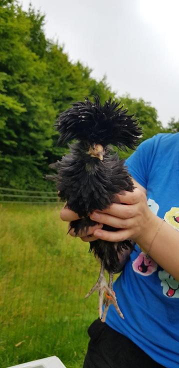 Padua kuikens 8 weken oud. beschikbaar voor biedingen