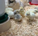 Raszuivere USA zuiderhoen kuikens, Dieren en Toebehoren, Pluimvee, Vrouwelijk, Kip