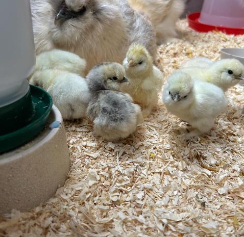 Raszuivere USA zuiderhoen kuikens, Dieren en Toebehoren, Pluimvee, Kip, Vrouwelijk