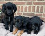 Prachtige GOLDEN RETRIEVER x FRIESE STABIJ pups, Nederland, CDV (hondenziekte), 8 tot 15 weken, Meerdere