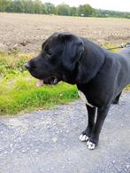 Turkmeense herder reu 20 maanden, Dieren en Toebehoren, Honden | Herdershonden en Veedrijvers, Rabiës (hondsdolheid), Reu, 1 tot 2 jaar