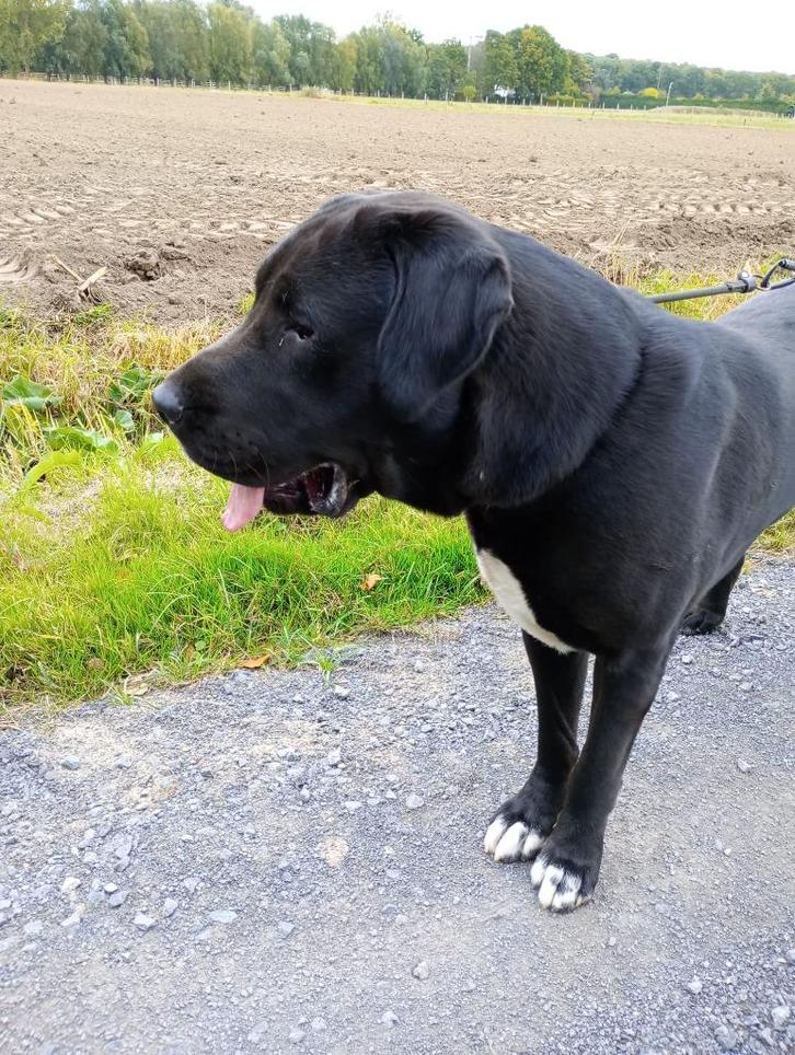 Turkmeense herder reu 20 maanden, Dieren en Toebehoren, Honden | Herdershonden en Veedrijvers, Reu, Herder, Particulier, Eén hond