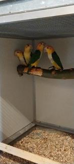 Diverse broedrijpe koppels caique,s, Dieren en Toebehoren, Vogels | Parkieten en Papegaaien, Meerdere dieren, Papegaai, Geringd