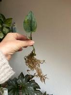 Scindapsus silver hero, stek uit wetstick, zie advertentie, Huis en Inrichting, Kamerplanten, Ophalen of Verzenden, Halfschaduw