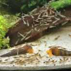 Kleine doorzichtige garnalen., Dieren en Toebehoren, Kreeft, Krab of Garnaal