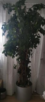 Kunststof Ficus Benjamina H 2.50 X Br 1.00 cm, Tuin en Terras, Planten | Bomen, Bloeit niet, Treurboom, 100 tot 250 cm, Ophalen