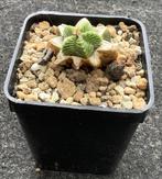 Cactus, Aztekium, Huis en Inrichting, Kamerplanten, Ophalen of Verzenden, Cactus, Volle zon, Minder dan 100 cm