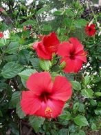 Chinese roos, hibiscus zaailing in pot, Tuin en Terras, Planten | Bomen, Minder dan 100 cm, Zomer, Volle zon, In pot