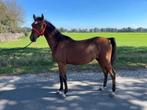 2x E pony, merrie en ruin, 2 jarig., Dieren en Toebehoren, Paarden, Minder dan 160 cm, Onbeleerd, Meerdere dieren, Recreatiepaard