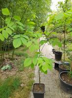 Cladastris kentukea geelhout in pot, Overige soorten, Minder dan 100 cm, Ophalen, Volle zon