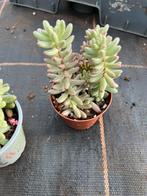 Sedum jelly, Ophalen of Verzenden, Overige soorten, Volle zon