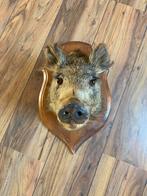 Opgezette zwijnenkop, Verzamelen, Dierenverzamelingen, Ophalen, Zo goed als nieuw, Wild dier, Opgezet dier