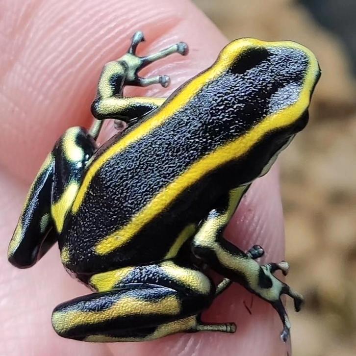 Dendrobates truncatus