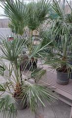 Chamerops humelis palm winterhard., 100 tot 250 cm, Zomer, Palmboom, Ophalen