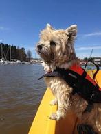Honden zwemvest maat S, Watersport en Boten, Ophalen of Verzenden, Zo goed als nieuw, Reddingsvest of Zwemvest