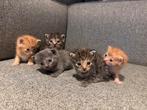 5 kittens met Brits korthaar bloed in de lijn, Dieren en Toebehoren, Katten en Kittens | Raskatten | Korthaar, Meerdere dieren